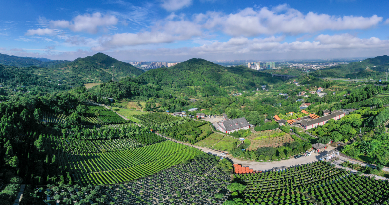 选择墓地